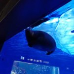 【豊島区】サンシャイン水族館のクラゲ・割引・クーポン・混雑を解説！